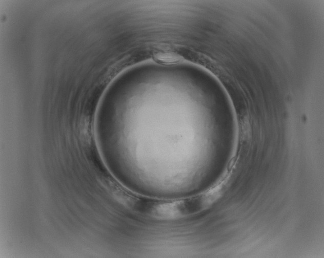 X0000072990178200607211208