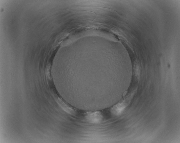 X0000072990185200607211208