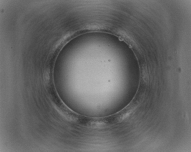 X0000072990208200607211207