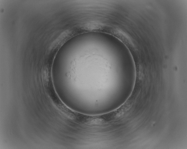 X0000072990210200607211207