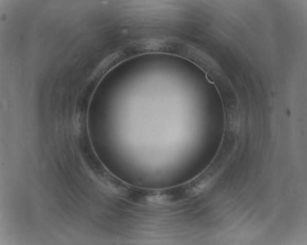 X0000072990216200607211207