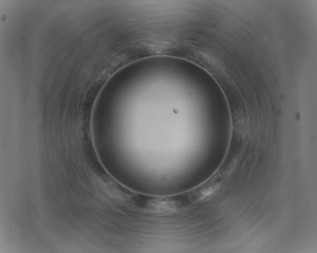 X0000072990221200607211207