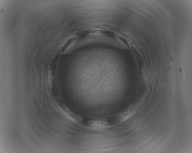 X0000072990223200607211207