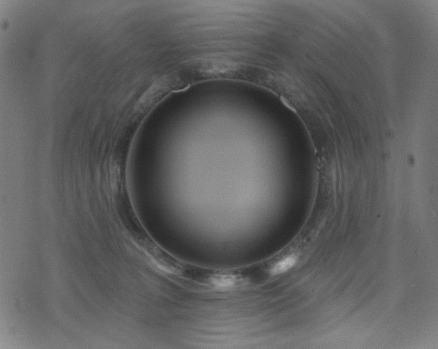 X0000072990227200607211207