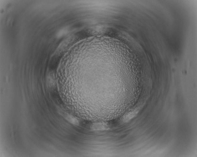 X0000072990240200607211207