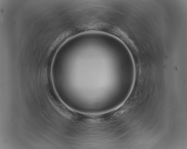 X0000072990250200607211206