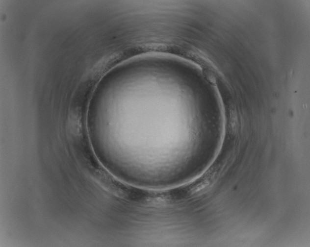 X0000072990259200607211206