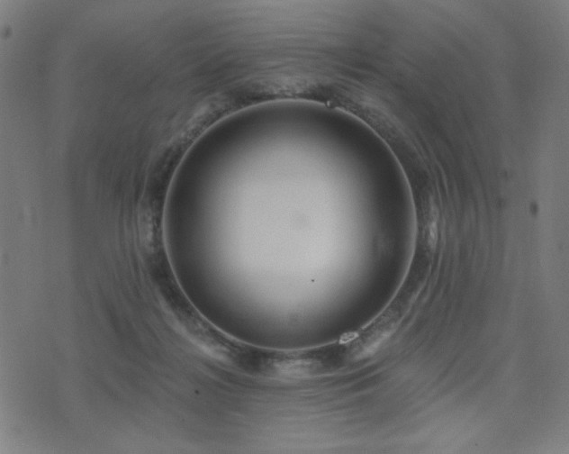 X0000072990268200607211206