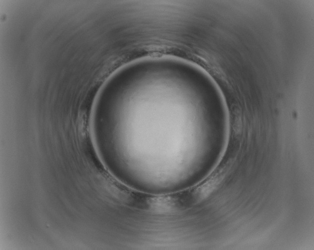 X0000072990273200607211206