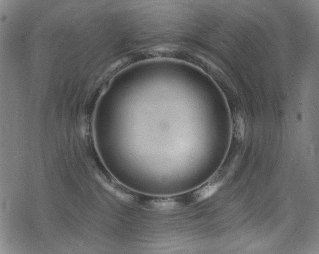 X0000072990284200607211206