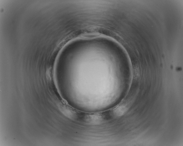 X0000072990286200607211206