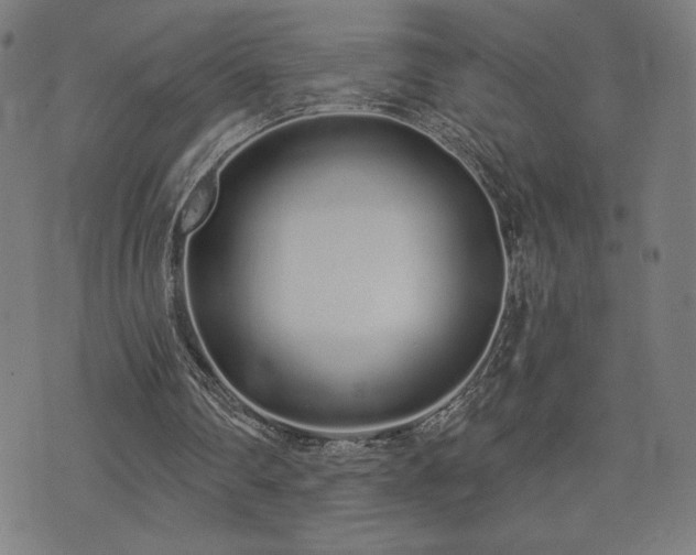 X0000072990290200607211206