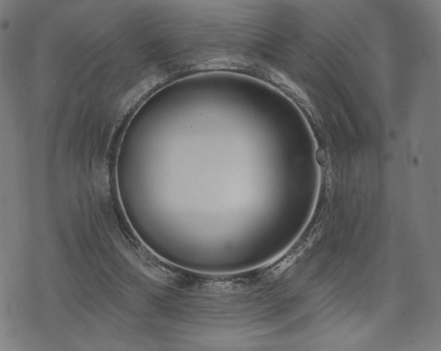 X0000072990298200607211206