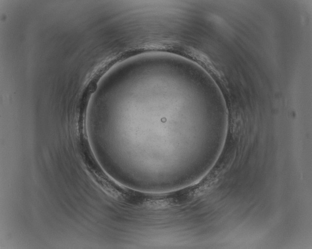 X0000072990299200607211206