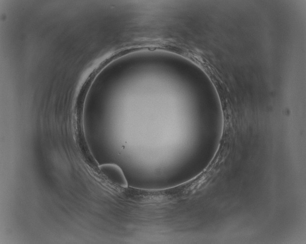 X0000072990342200607211204