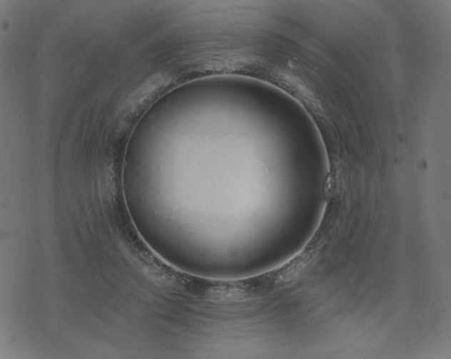 X0000072990354200607211204