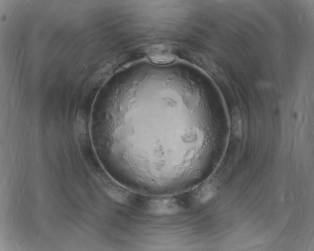 X0000072990375200607211205