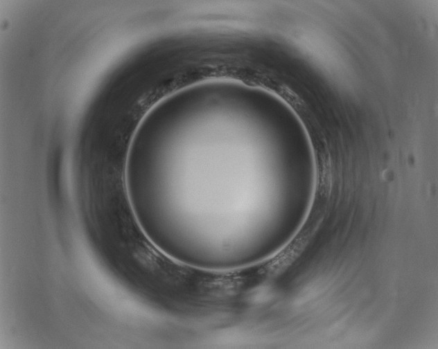 X0000072990383200607211205