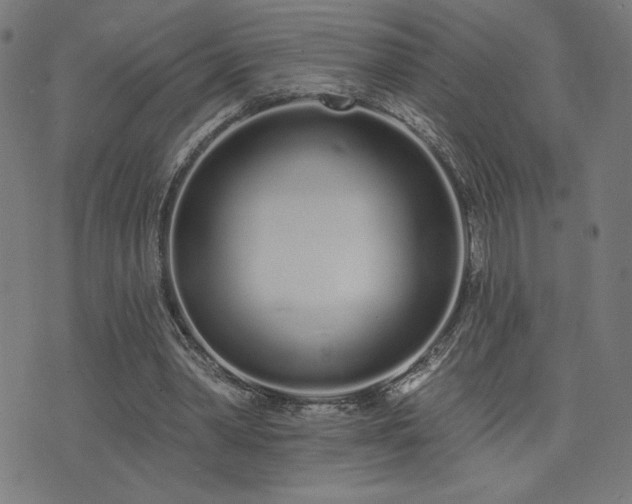 X0000072990390200607211204