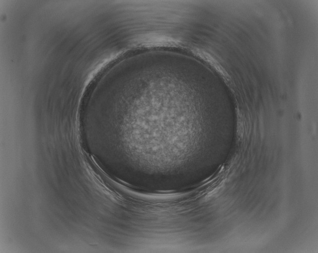 X0000072990391200607211204