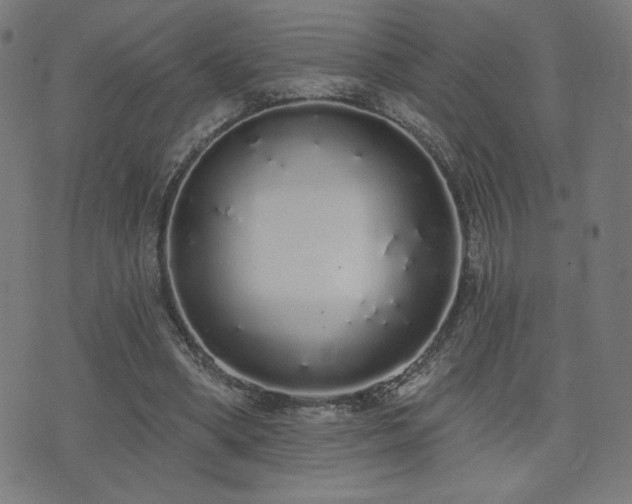 X0000072990394200607211204