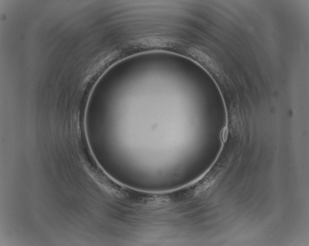 X0000072990398200607211204