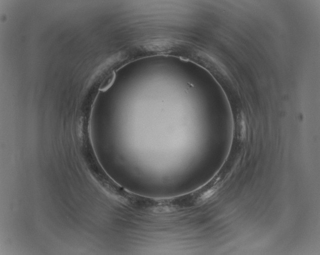 X0000072990404200607211204