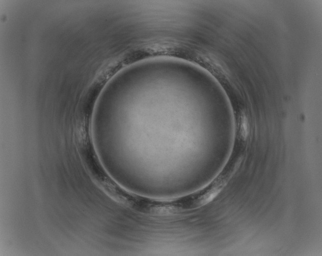 X0000072990408200607211204