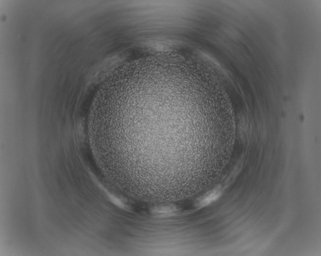 X0000072990410200607211204