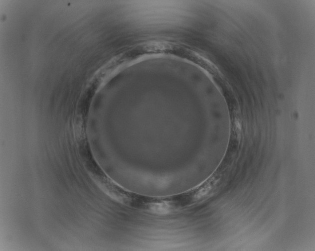 X0000072990411200607211204