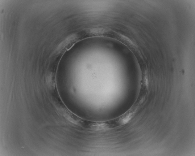 X0000072990428200607211203