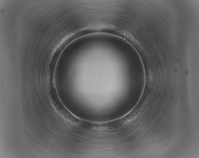 X0000072990440200607211203