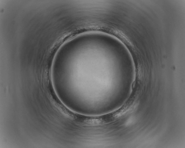 X0000072990449200607211203