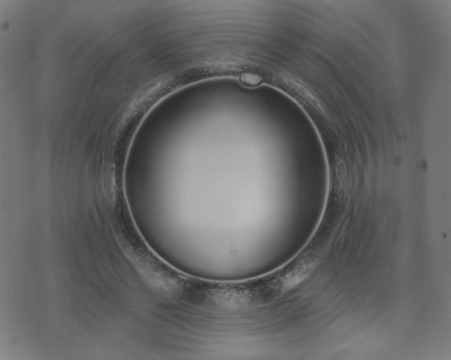 X0000072990494200607211202