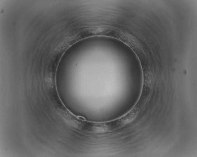 X0000072990510200607211202