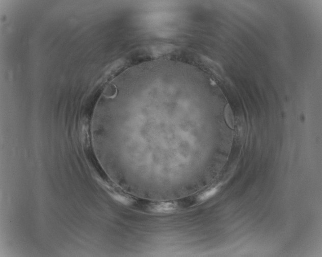 X0000072990527200607211202