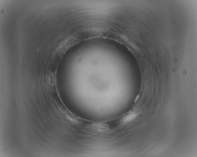 X0000072990528200607211202