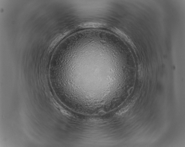 X0000072990529200607211201