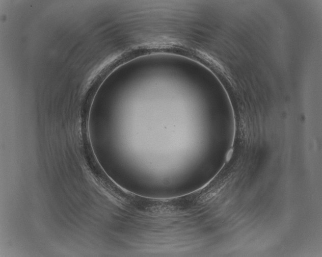 X0000072990535200607211201