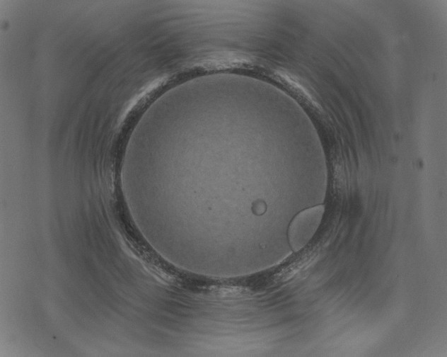 X0000072990539200607211201