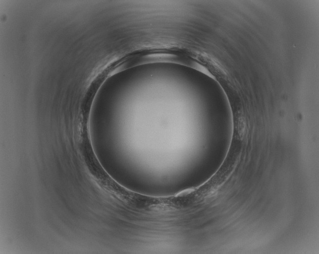 X0000072990544200607211201