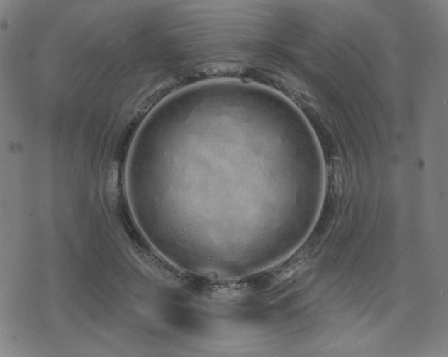 X0000072990550200607211201