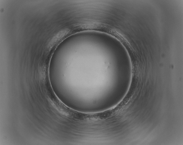 X0000072990586200607211201