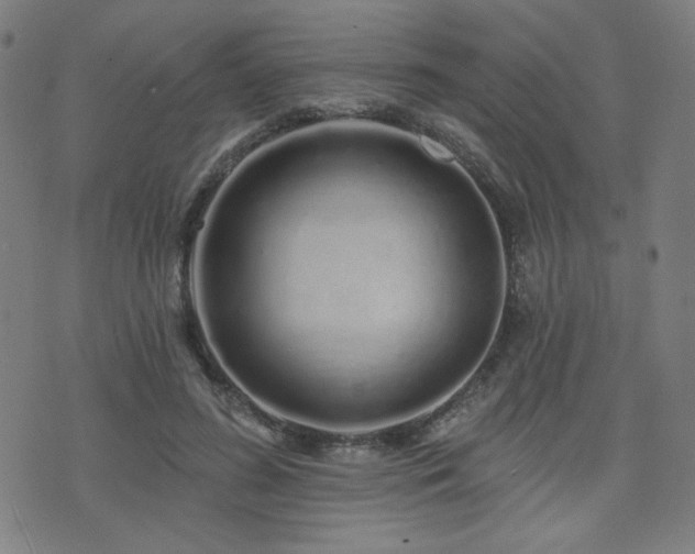 X0000072990596200607211201