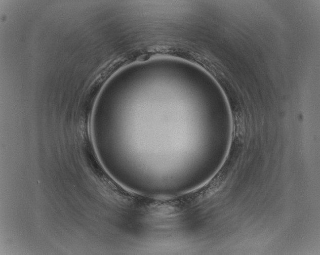 X0000072990648200607211200