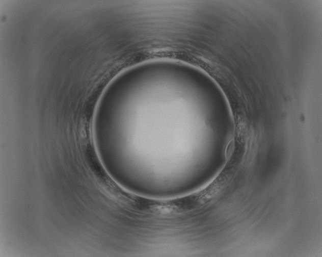 X0000072990654200607211200