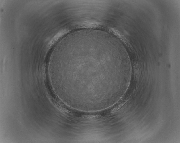 X0000072990679200607211159