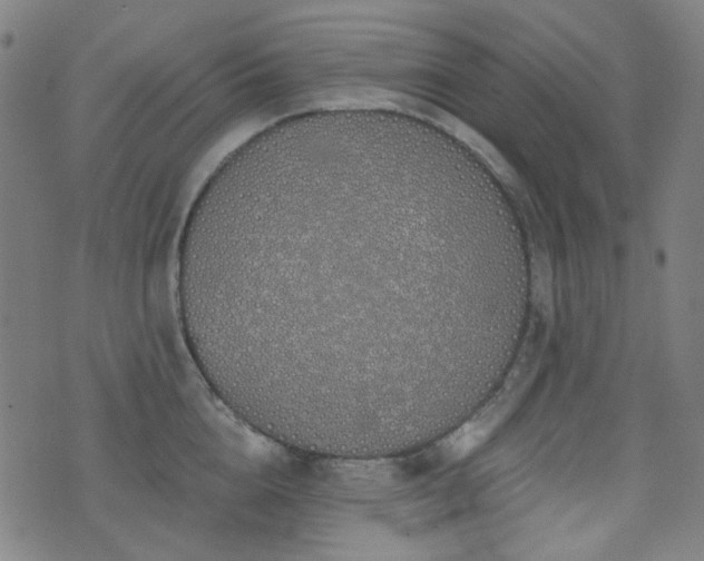 X0000072990856200607211157