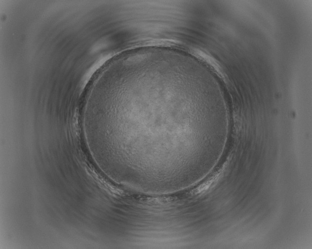 X0000072990875200607211156