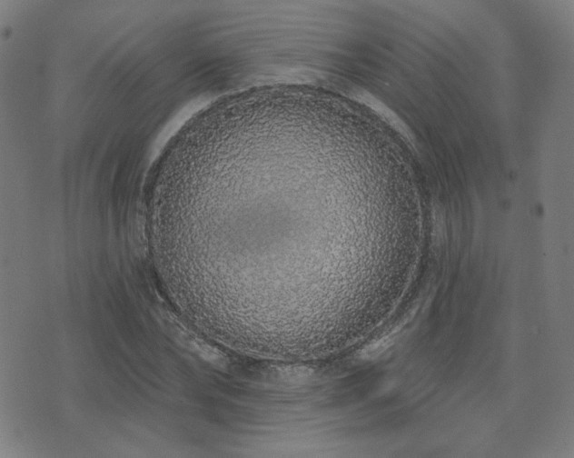 X0000072990878200607211156